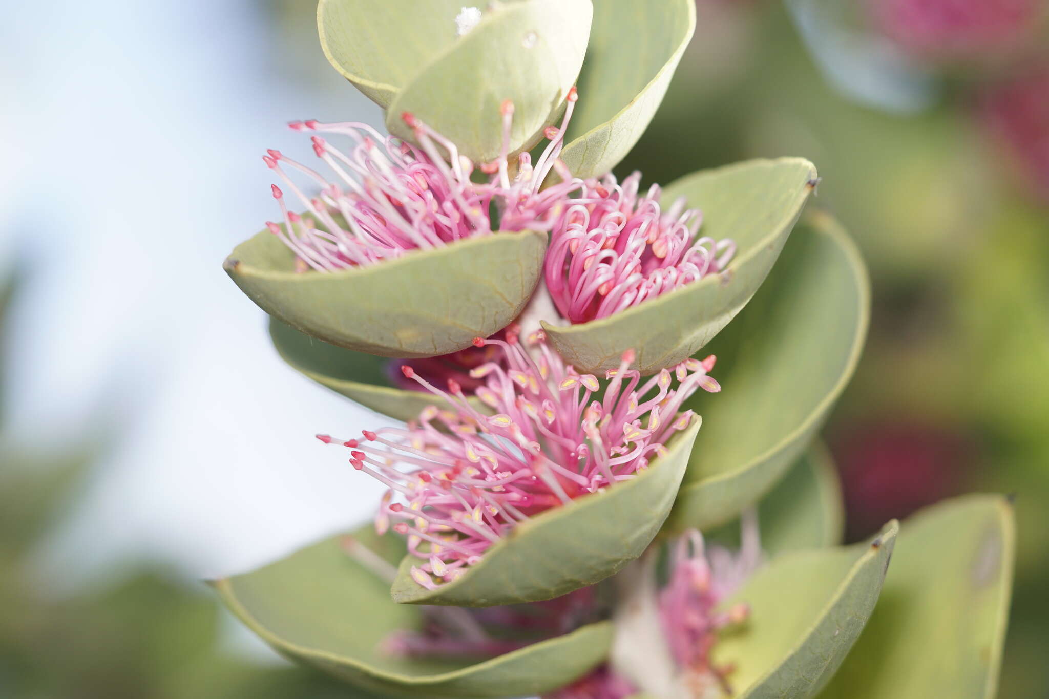 Image of Hakea cucullata R. Br.