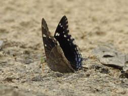 صورة Charaxes guderiana Dewitz 1879