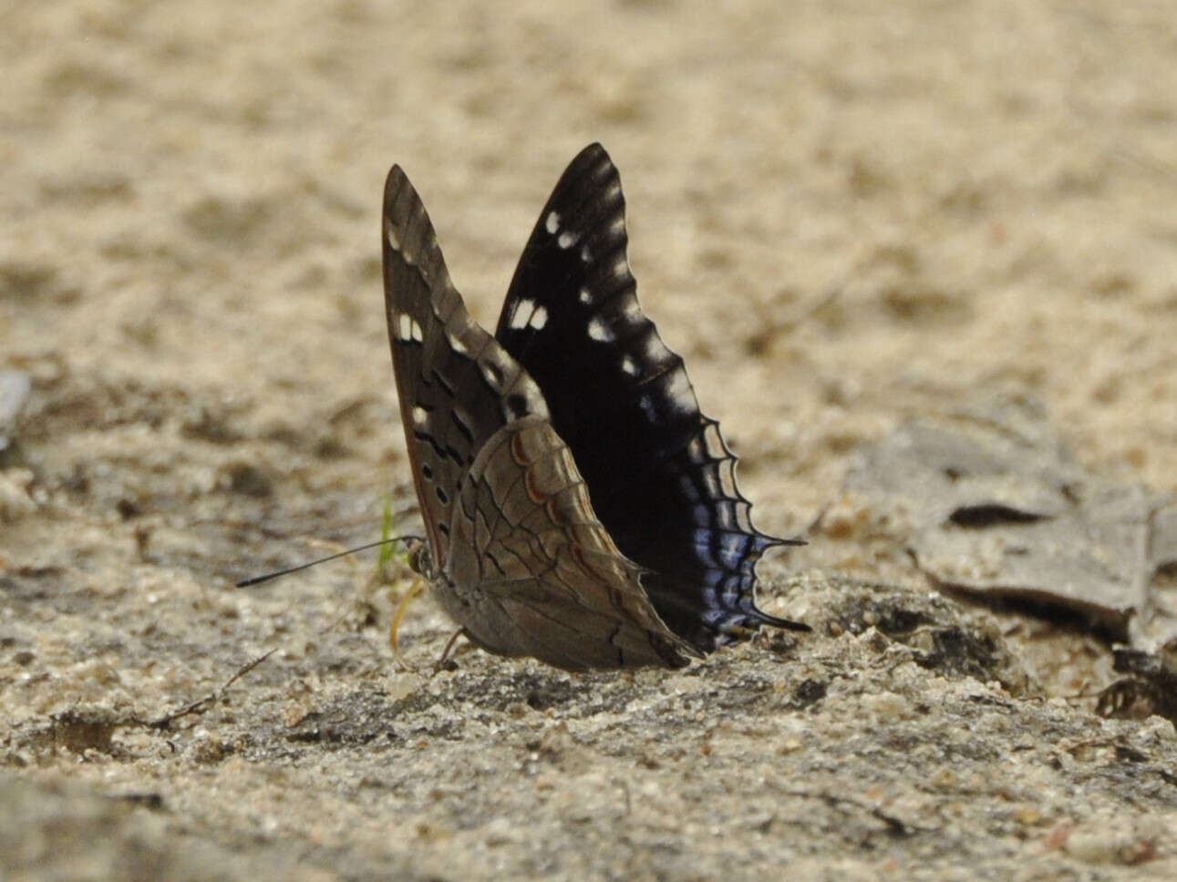 Image of Blue-spangled Charaxes