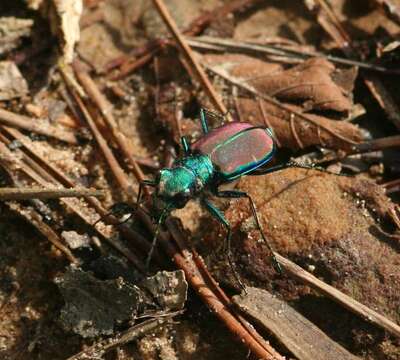 Imagem de Cicindela (Cicindela) splendida Hentz 1830