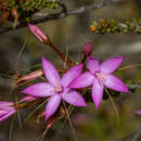 Image of Calytrix duplistipulata L. A. Craven