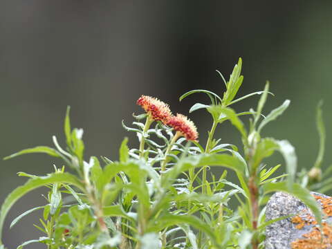 Image of Rhodiola kirilowii (Regel) Maxim.