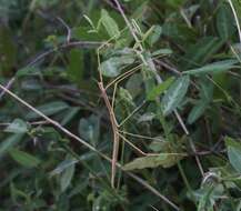 Image of Western Short-horn Walkingstick