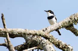 Image of Western Black-headed Batis