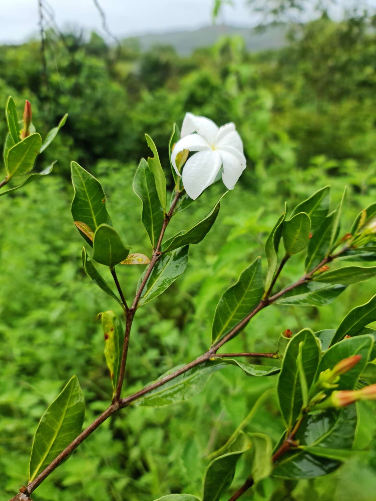 Image of Mascarenhasia lisianthiflora A. DC.