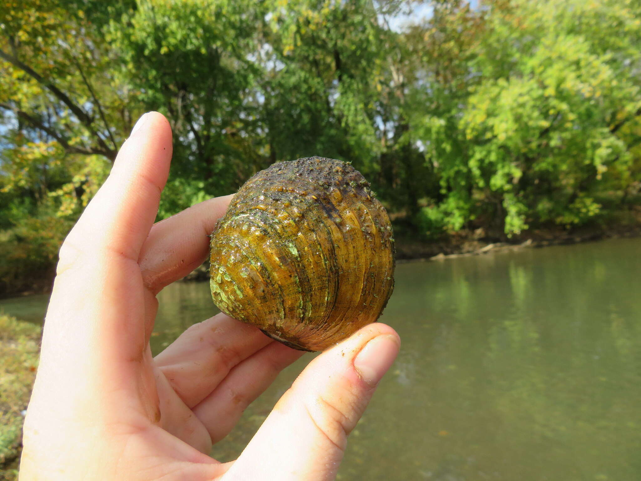 Imagem de Cyprogenia Agassiz 1852