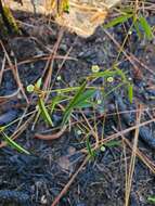 Image of Curtis' Spurge