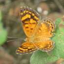 Image of Aricoris erostratus