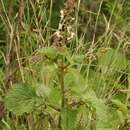 صورة Plectranthus grallatus Briq.