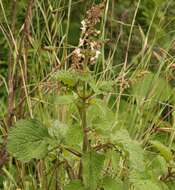 Imagem de Plectranthus grallatus Briq.