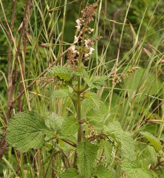 Image de Plectranthus grallatus Briq.