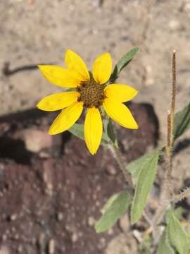 Image of Helianthus deserticola Heiser