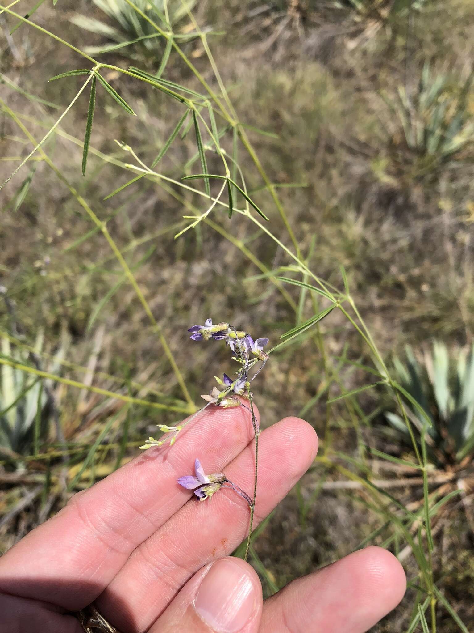 Image of narrowleaf Indian breadroot