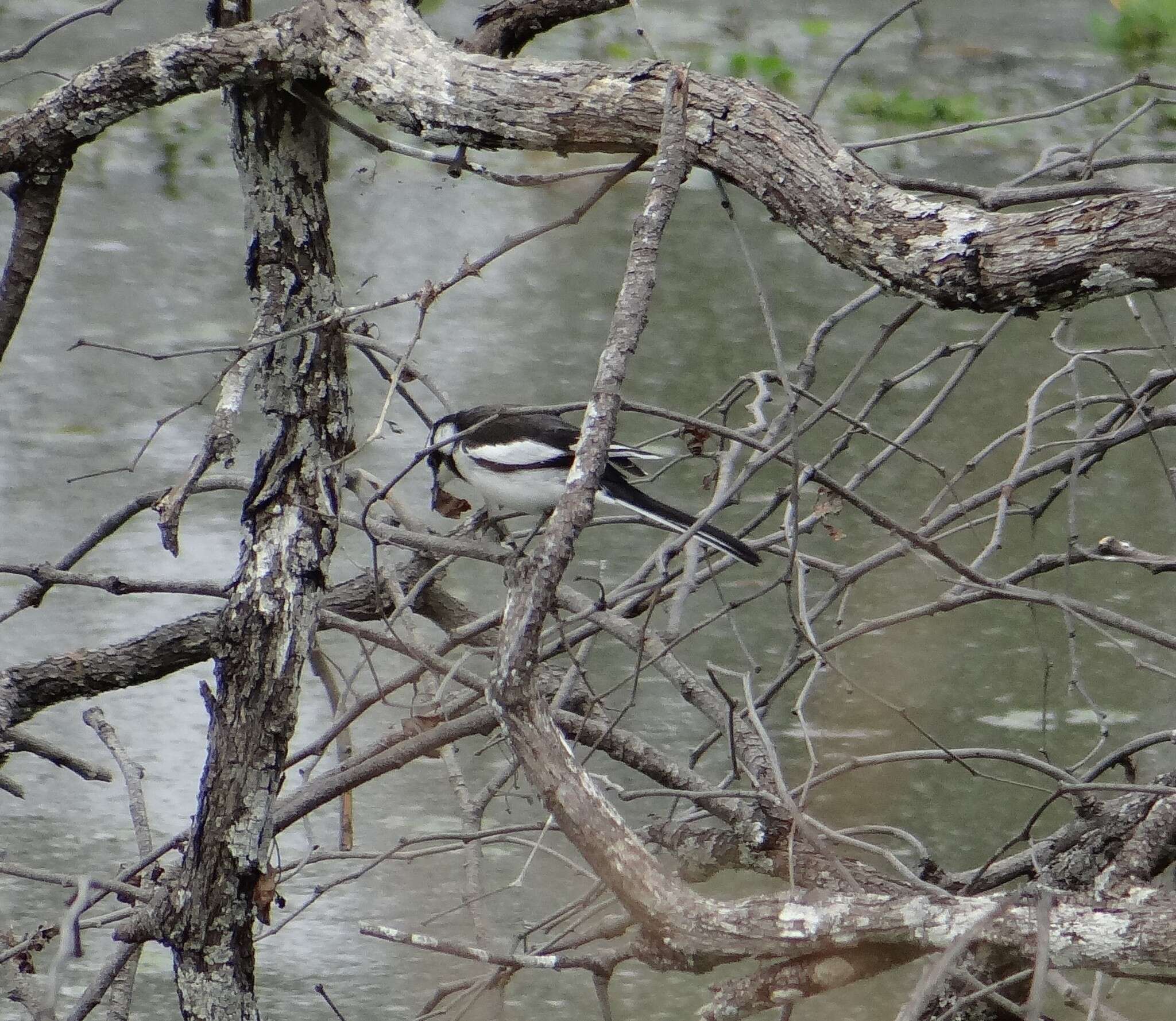 Image of African Pied Wagtail