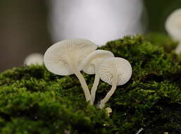 Image of Hemimycena lactea (Pers.) Singer 1938