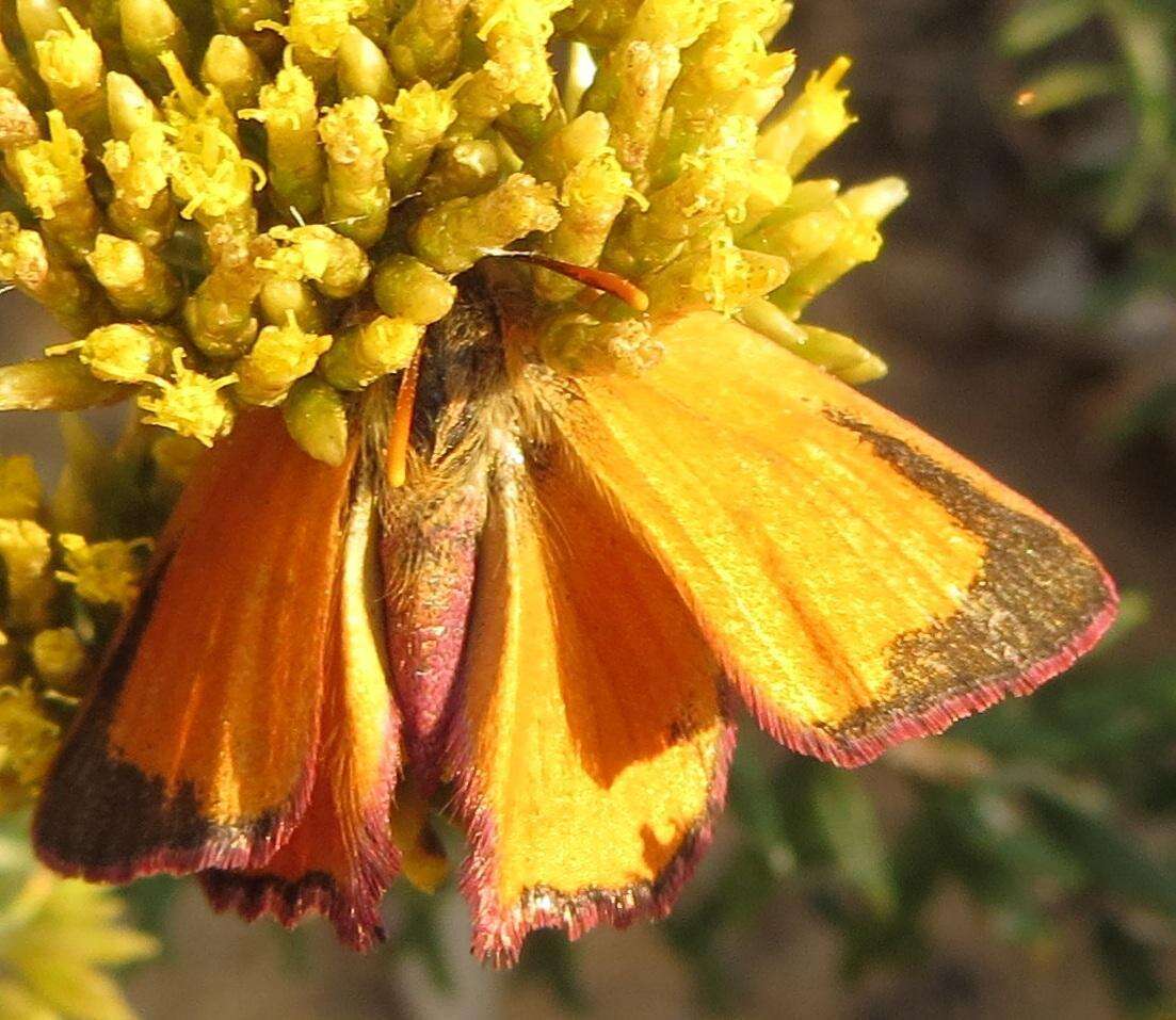 Image of Aloeides aranda (Wallengren 1857)