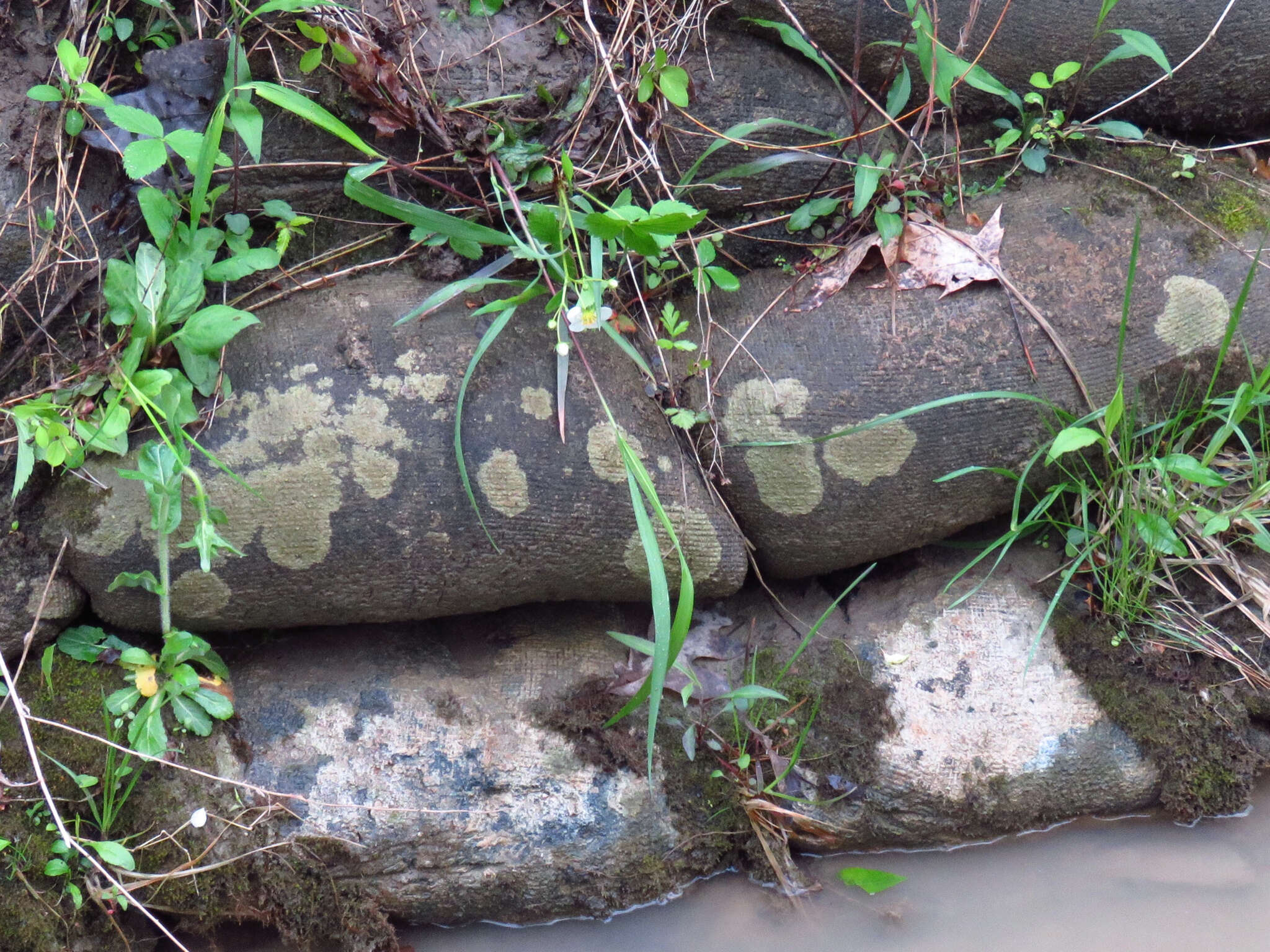 Protoblastenia rupestris (Scop.) J. Steiner resmi