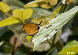 Image of Yasoda pita (Doubleday & Hewitson 1852)