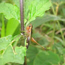 Слика од Conocephalus (Anisoptera) versicolor (Redtenbacher 1891)