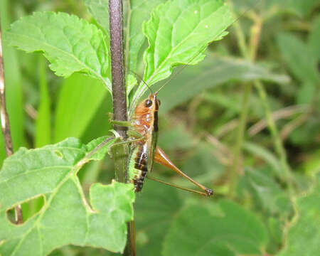 Слика од Conocephalus (Anisoptera) versicolor (Redtenbacher 1891)