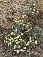 Image of thymeleaf buckwheat