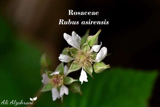 Image of Rubus asirensis D. F. Chamberlain