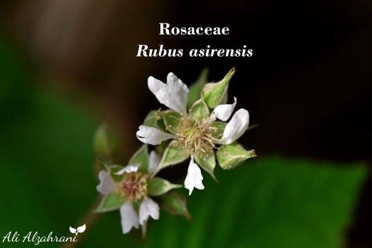 Sivun Rubus asirensis D. F. Chamberlain kuva