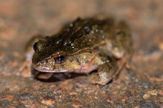 Image of Quacking Frog