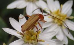 Image of Stenoderus concolor MacLeay 1826