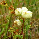 Image of Hermannia hyssopifolia L.