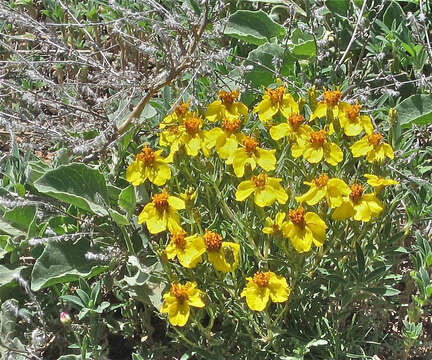 Image of Rocky Mountain zinnia