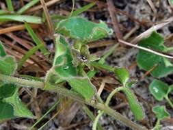 Image of trailing milkvine