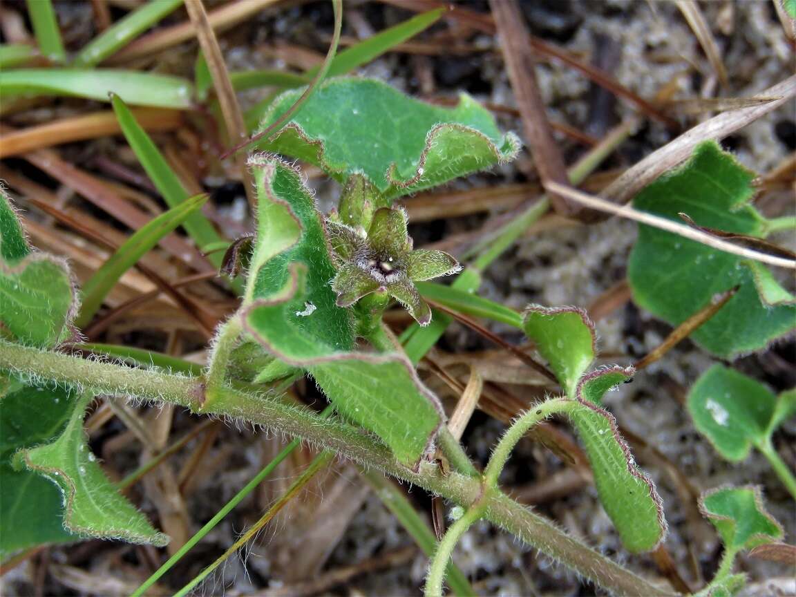 Sivun Matelea pubiflora (Decne.) R. E. Woodson kuva