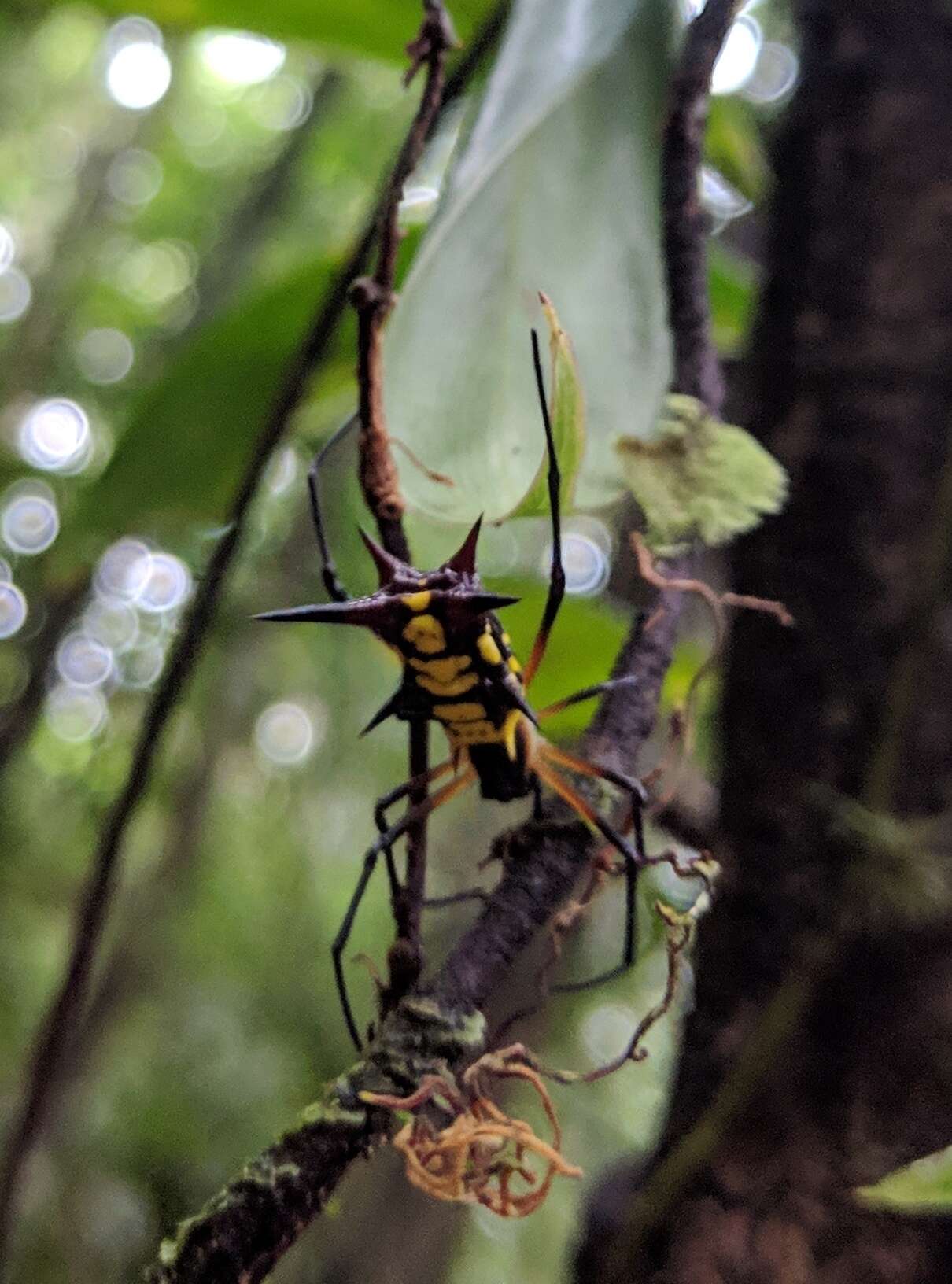 Image of Micrathena kirbyi (Perty 1833)