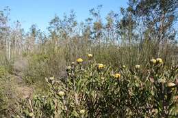 Plancia ëd Leucospermum muirii Phillips