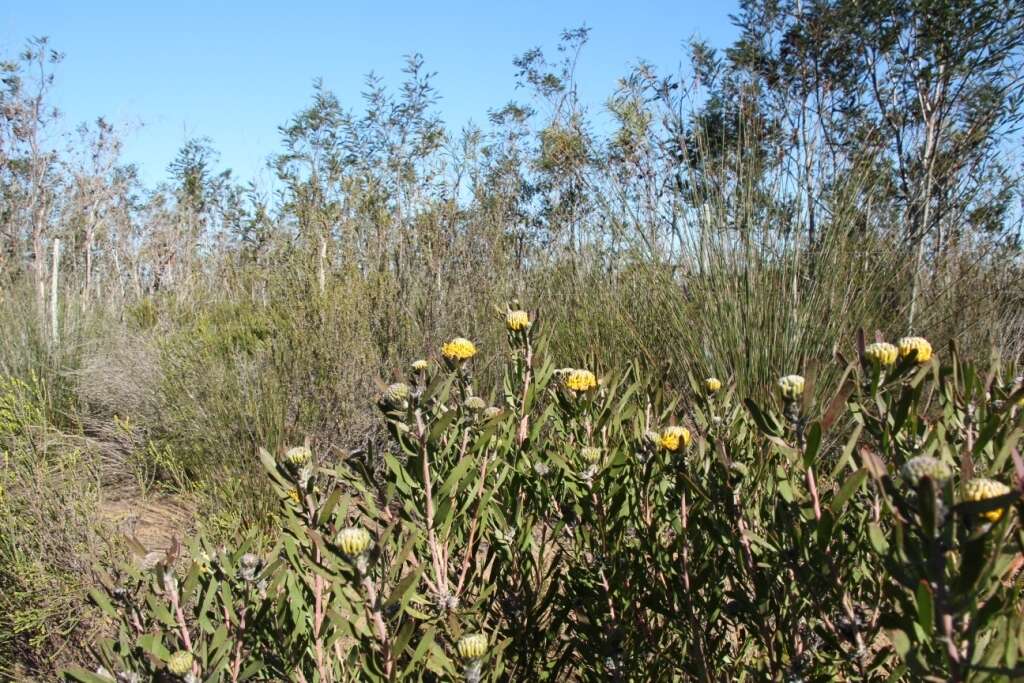 Image of Albertinia pincushion