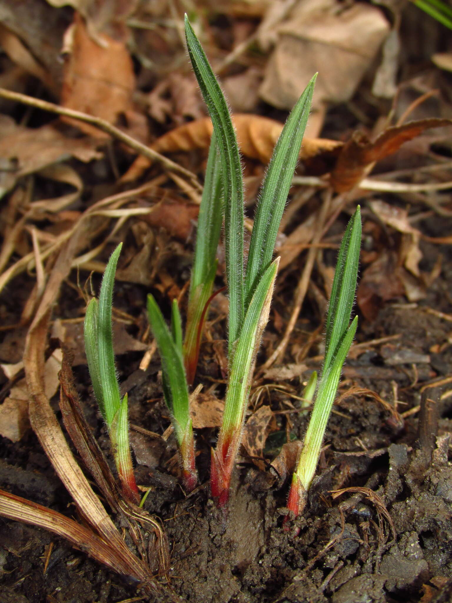 Image of pubescent sedge