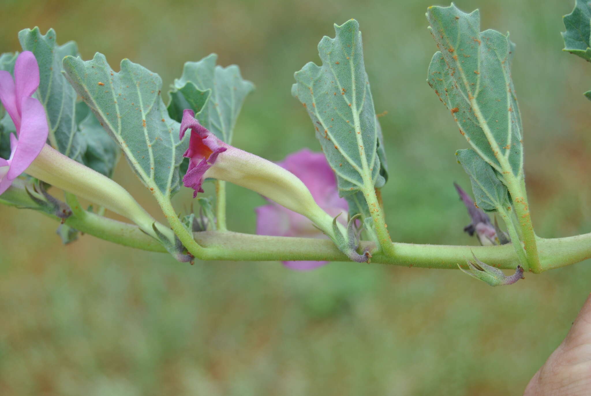 Image of Devil's claw