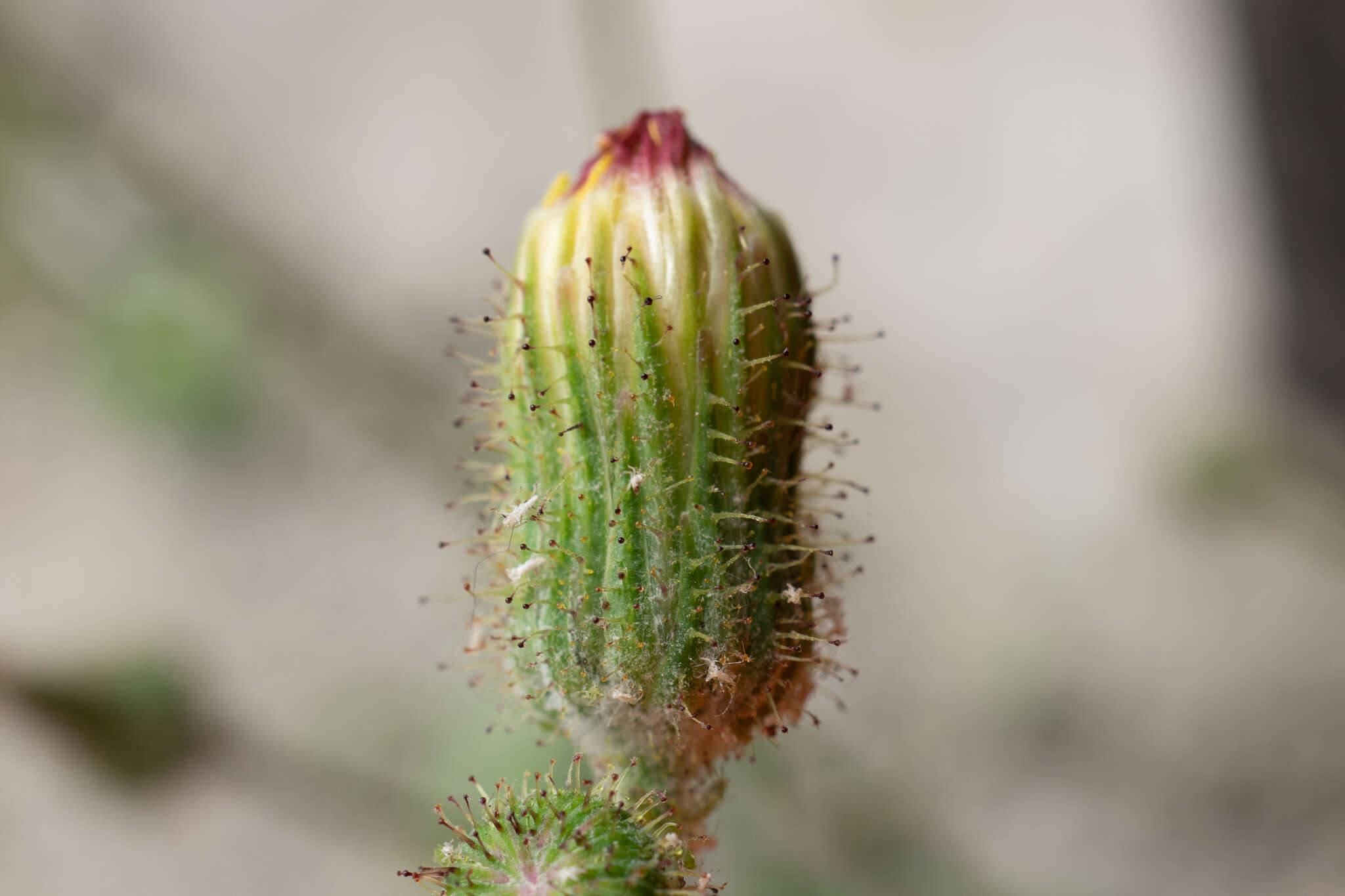 Plancia ëd Sonchus wightianus DC.