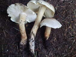 Image of Tricholoma saponaceum (Fr.) P. Kumm.