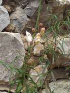 Antirrhinum onubense (Fernández Casas) J. Fernández Casas的图像