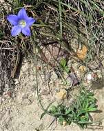 Image of Wahlenbergia graniticola Carolin