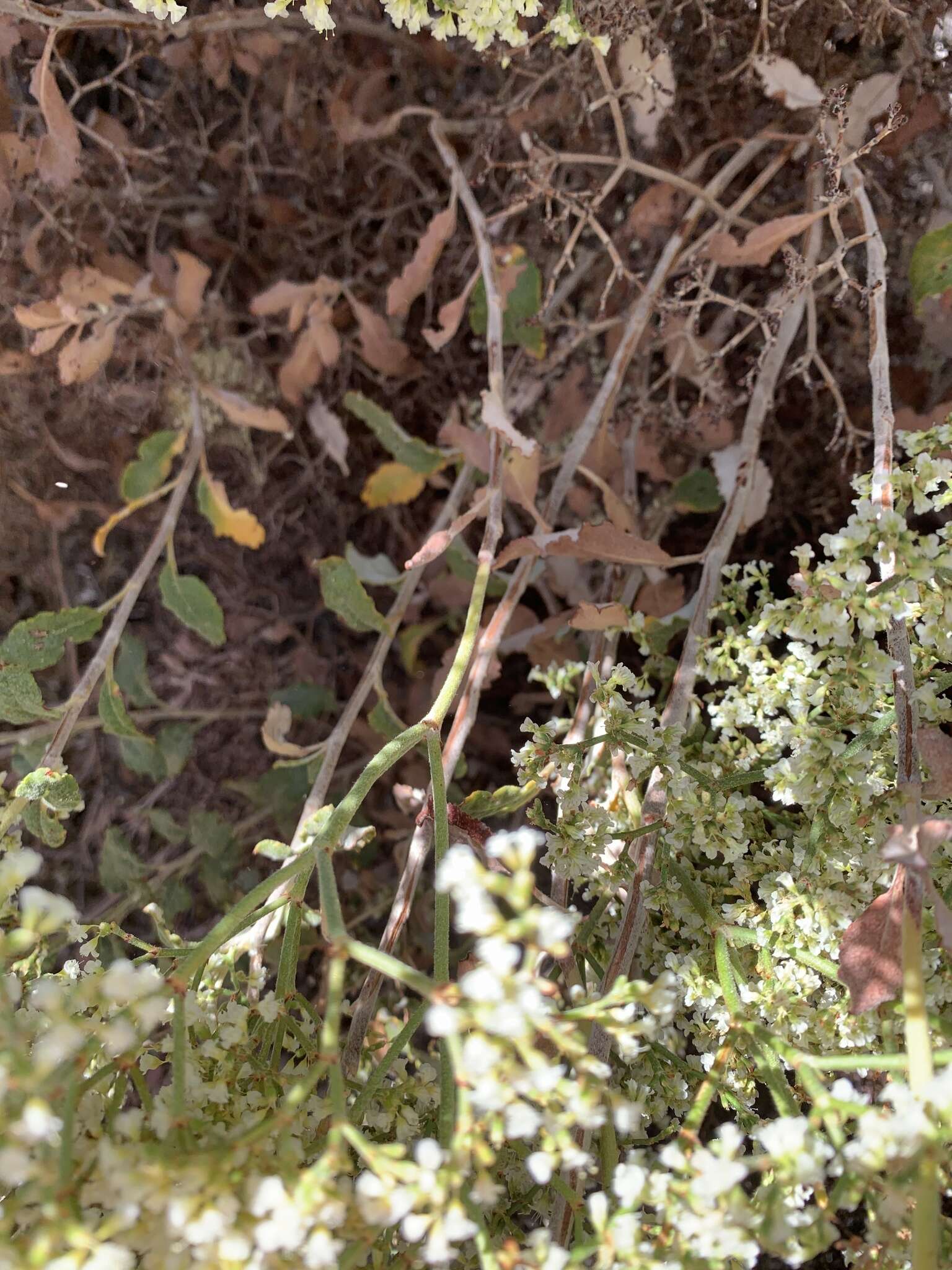 Image of crispleaf buckwheat