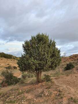 Image of Juniperus oxycedrus subsp. badia (H. Gay) Debeaux