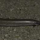 Image of Common Burrowing Skink