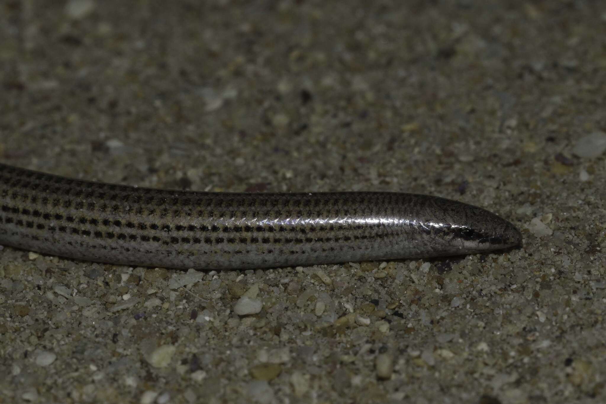 Image of Common Burrowing Skink