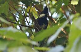 Image of Eastern Whipbird