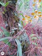Слика од Encyclia diota (Lindl.) Schltr.