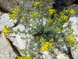 Image of Ajania fruticulosa (Ledeb.) Poljakov