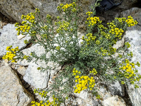 Ajania fruticulosa (Ledeb.) Poljakov的圖片